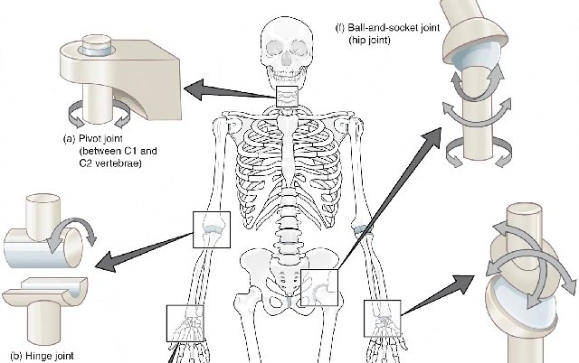 human-body-bones complexity of human body